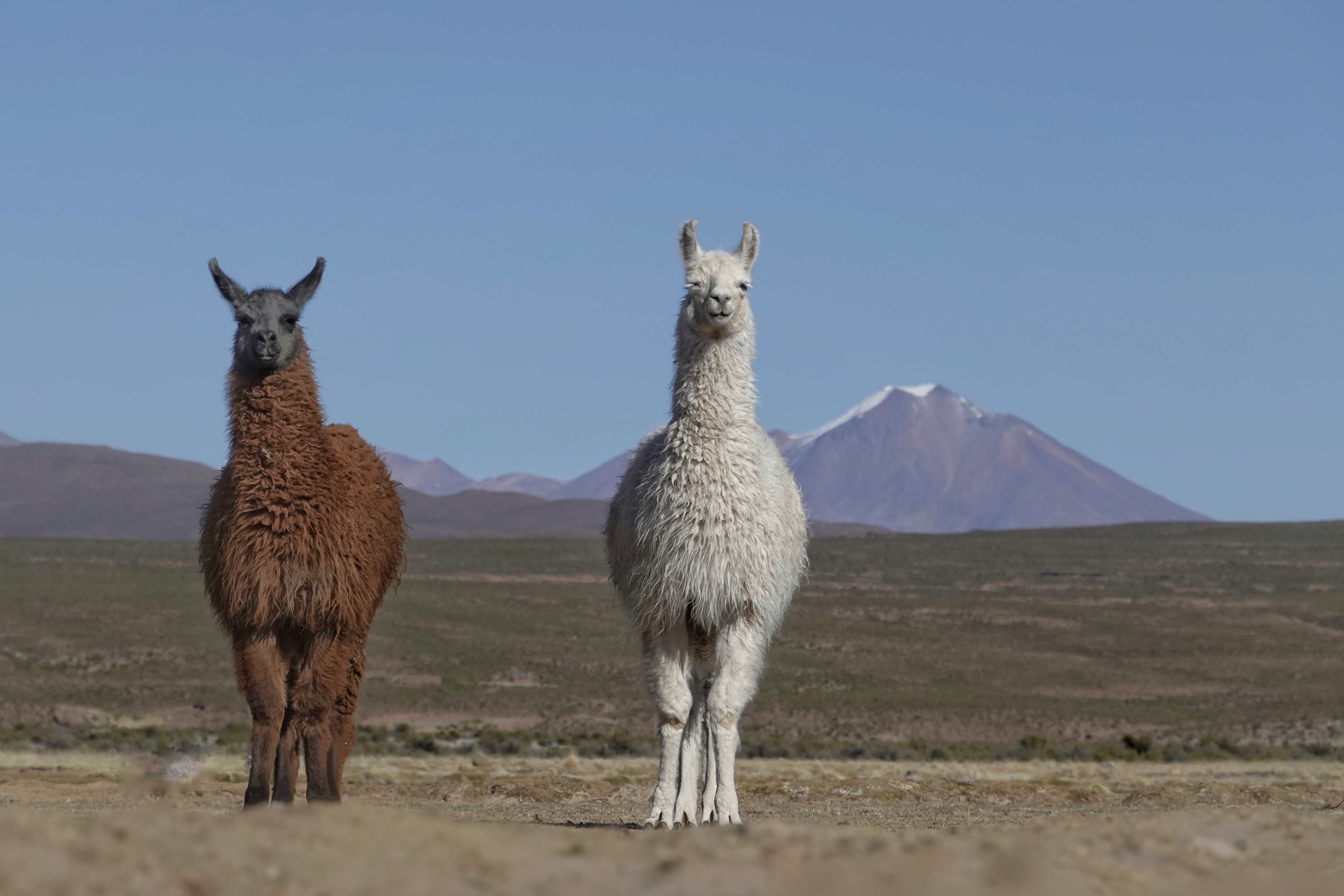 Deux lamas devant les reliefs boliviens